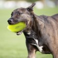 thumbnail image 4 of Ballon de football pour chiens, Nerf  vert 12cm, 4 of 4