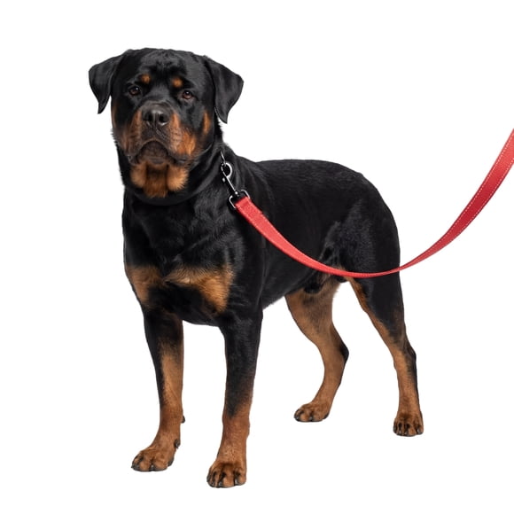 One Paw, Webbing Leash for Dogs, Multiple Colors and Sizes