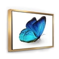 thumbnail image 2 of Designart Papillon bleu vibrant ART MURAL À CADRE FLOTTÉ, 2 of 4