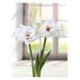 thumbnail image 1 of TASC FLOWER BULBS - AMARYLLIS AQUARO- 1 BULB, 1 of 1