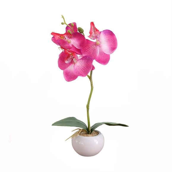 Binwennn Roses Bonsai Indoor Orchid Bonsai Tranquilit