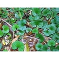 thumbnail image 3 of 1000 Graines de DICHONDRA Repens Aussi Appelé Feuille de Pelouse Fleur à Feuillage Persistant Couvre-Sol, 3 of 3