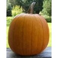 thumbnail image 4 of 50 CONNECTICUT FIELD PUMPKIN BigTom Orange Yankee Cucurbita Pepo Vegetable Seeds, 4 of 10