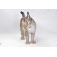 thumbnail image 2 of Décoration de Jardin Statue d'Animal Statue de Lynx, 2 of 4