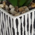 thumbnail image 5 of Fausse plante grasse miniature Kibo avec pot rayé, 5 of 5