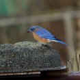 thumbnail image 3 of Farm Innovators Bain d'Oiseaux Chauffant Extérieur 4 Saisons Enduit de Sable (Lot de 2), 3 of 4
