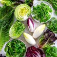 thumbnail image 3 of GSDWIUEW Italian Radicchio and Endive Chicory Mix Seeds for Planting Salad Around 700 Seeds, 3 of 8