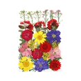 thumbnail image 2 of simhoa 30 Pieces Real Dried Pressed Flowers, Dry Leaves Bulk Natural Kit for Crafts, Multi, 2 of 4