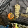 thumbnail image 4 of Parrot Bowl Bird Feeding Bowl Fruit Stable Flat Bottom Cage Rack Suitable For Pet Bird Parrot Cage Use, 4 of 5