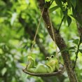 thumbnail image 1 of CREATITOY 1 Pc Frog Cradle Hanging Charm - Cute Home & Baby Room Decor Accessory, 1 of 6