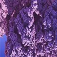 thumbnail image 1 of Ahgly Company Tapis de Zone Intérieur Lavable à la Machine, Carré, Transitionnel, Indigo Violet, 4 Pieds Carré, 1 of 7