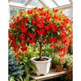 thumbnail image 3 of GSDWIUEW 10 Euonymus schenckianus Seeds \u2013 Rare Golden Thread Butterfly Tree, Hanging Winged Fruits Like Flying Butterflies, Decorative Shrub Home Garden,Stress-Relief Gardening Gift (red,20), 3 of 4