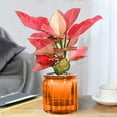 thumbnail image 4 of Self Watering Pots for Indoor Plants Self Watering Planter Clear Self Watering Pots Self Watering Pot Self Watering Planters for Indoor Plants Hydroponic Small Potted Pots Desktop Plastic Flower Pots, 4 of 6