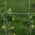 thumbnail image 3 of Gardening Planter, Nylon Netting Garden Climbing Plant Net Fence Green Support Plant Climbing Net, Seed Disseminators, 3 of 9