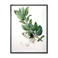 thumbnail image 1 of Designart Vintage Botanicals XX FLOAT FRAME WALL ART, 1 of 4