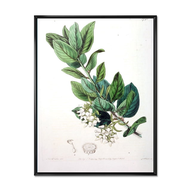 Designart Vintage Botanicals XX FLOAT FRAME WALL ART depicting a traditional botanical illustration of a green leafy branch with white flower clusters, printed on premium cotton canvas gallery-wrapped over a 1-inch wood subframe in a black floating frame, ready to hang and ideal for adding classic floral décor.