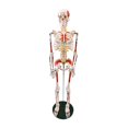 thumbnail image 2 of Human Skeleton Model for ,Life Size Human Skeleton Model with Numbered & Painted Muscle and Insertion Points Rolling Stand, 2 of 7