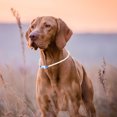 thumbnail image 4 of Pet Dog LED Collar, Pet Dog Lighting Collar Rechargeable LED Luminous Lighting Collar Dog Lighting Collar, For Dogs L, 4 of 8