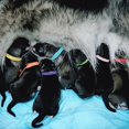 thumbnail image 3 of Puppy ID Collars Nylon 15PCS Colorful Puppy Whelping Collars Newborn Pet Collars, 3 of 10
