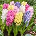 thumbnail image 1 of Flower Bulbs - Hyacinth Orientalis Pastel Assorted (10 Bulbs), 1 of 1