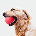 thumbnail image 1 of Solid TPR Pet Balls Bouncy Bite-Resistant Pet Training Bite-Resistant Pet Training Chewing Playing Ball Interactive Toy, 1 of 4