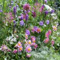thumbnail image 1 of Flower Bulbs - Pollinator Garden (11 Bulbs), 1 of 1