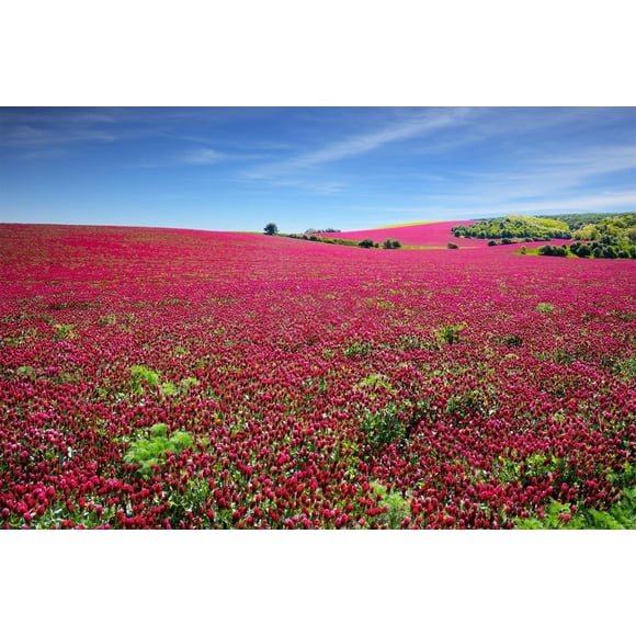 GSDWIUEW 20000+ Crimson Clover Seeds for Planting Red Clover Seeds for Lawn Ground Cover Crop Yard Pasture Hay Attracts Pollinators Heirloom Variety