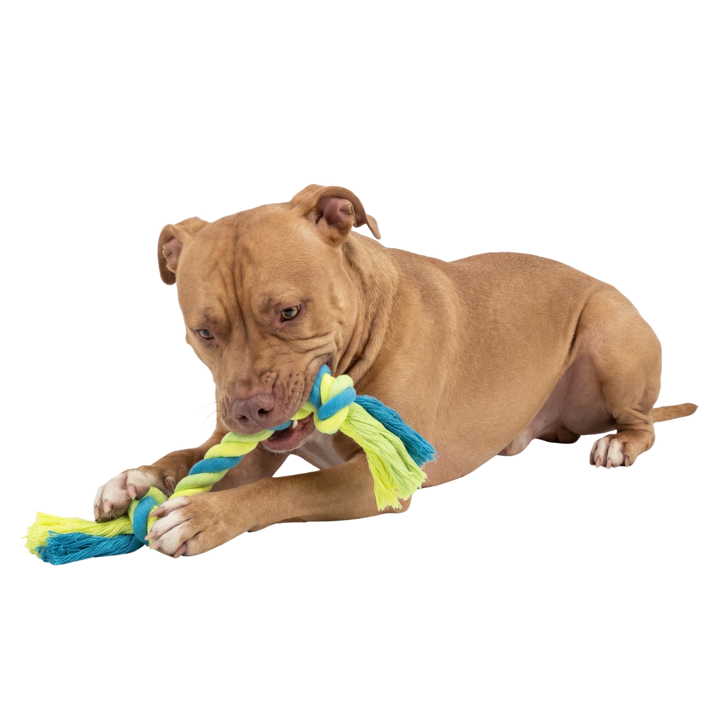 Jouet à mâcher pour chiens One Paw, corde nouée, tir à la corde, vert