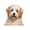 thumbnail image 2 of EGNMCR Car Decoration Stickers Window Decoration Waterproof Stickers Car Scratch Stickers Paper stickers, 2 of 6