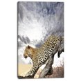 thumbnail image 2 of Leopard on Tree under Cloudy Sky - African Wall Art Print, 2 of 3