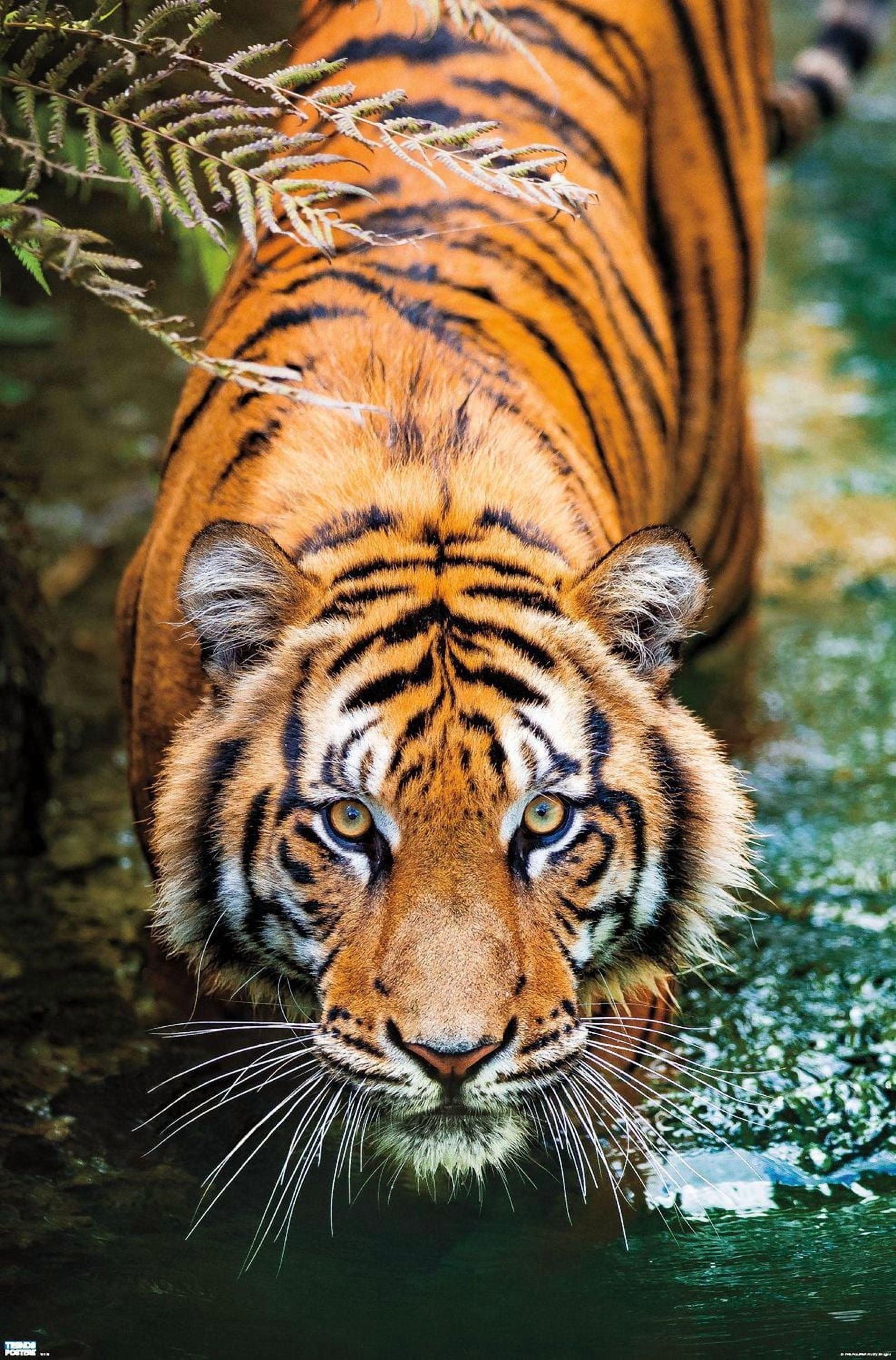 Tiger - Water Wall Poster, 22.375" x 34"