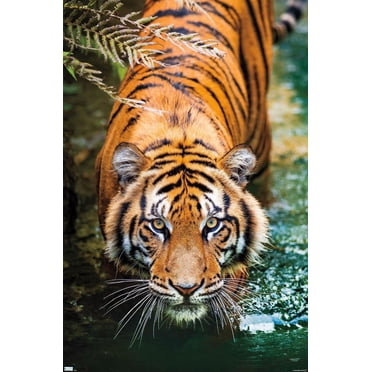 Tiger - Water Wall Poster, 22.375" x 34"