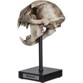thumbnail image 2 of Ebros Realistic Replica Animals Bob Cat Skeleton Skull Fossil Resin Figurine, 2 of 5
