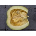 thumbnail image 2 of 35 Graines de Courge TATUME Douce Cucurbita Pepo Calebasse Calebacita Courgette Mexicaine, 2 of 3