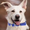 thumbnail image 4 of REK Candy Color Pet Collar Minimalist Cat & Dog Collar With (Adjustable Leather Neckband), 4 of 5