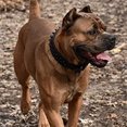 thumbnail image 5 of Dogs Kingdom Leather Black Spiked Studded Dog Collar 2" Wide, Boxer Collar, 5 of 5