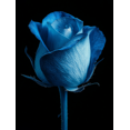 thumbnail image 1 of Blue Rose Decor Canvas Wall Art 15.75x11.81 Inches, 1 of 8