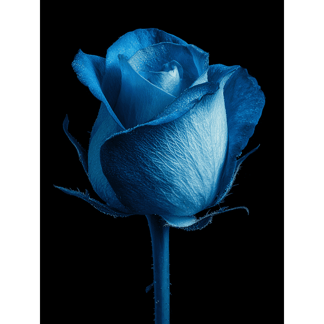 Blue Rose Decor Canvas Wall Art 15.75x11.81 Inches