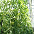 thumbnail image 4 of Dvkptbk Home Tool Tomato Hook Tomato Support Clips Vegetable Support Tomatoe from Pinching Tools on Clearance, 4 of 5