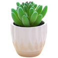 thumbnail image 1 of Coofit Mini Potted Succulent Lifelike - Artificial Plant Faux Succulent in Pot for Home, 1 of 4