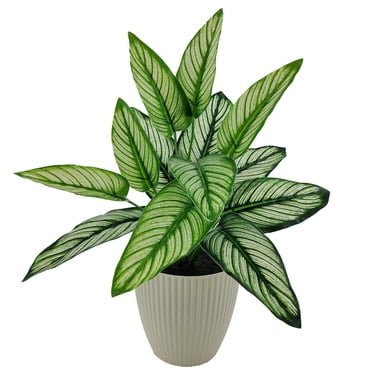 Mainstays 25cm plante artificielle d’intérieur en Pot, couleur verte Calathea