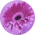 thumbnail image 1 of Ahgly Company Machine Washable Indoor Round Transitional Violet Purple Area Rugs, 4' Round, 1 of 7