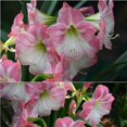 thumbnail image 4 of GSDWIUEW Single Amaryllis Bulb, Large Hippeastrum Perennial Flowers Bulbs with Planting Instruction Bulb Size 10-12 Inch, Perfect for Indoor Outdoor Planting, Gift with Wrapping (2, Cherry Blossom), 4 of 5