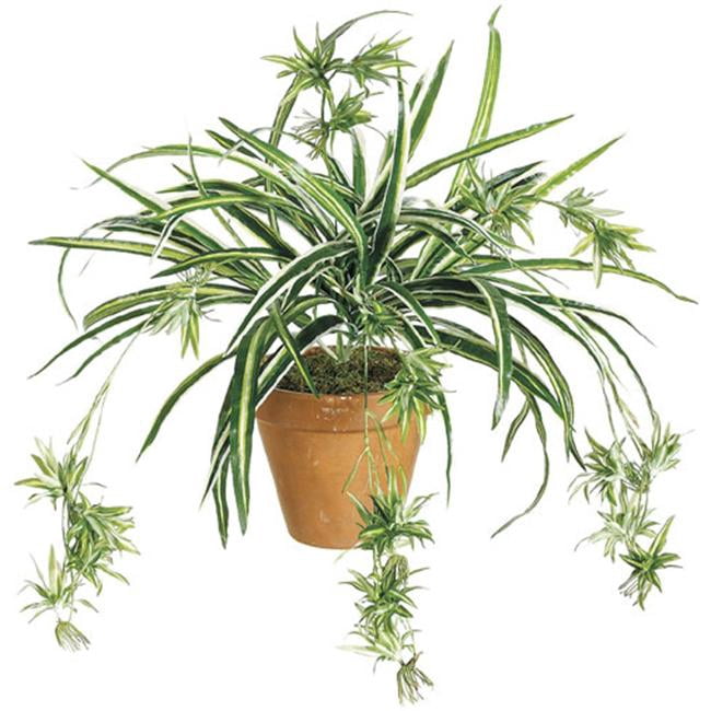 Plante Araignée de 34 Pouces x80 - Verte et Blanche - Quantité de 12