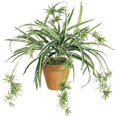 thumbnail image 1 of Plante Araignée de 34 Pouces x80 - Verte et Blanche - Quantité de 12, 1 of 1