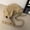 Khaki, variant on Small Sling Crossbody Bag for Women and Men Lightweight Nylon Mini Bag with Adjustable Strap and Zipper Closure Versatile Shoulder Bags for Everyday Use