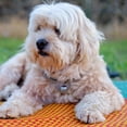 thumbnail image 1 of Cameland Dog Gps T-Racker Real Time Pet Gps T-Racker Location and Activity T-Racking Collar with Alarm For Dogs and Cats App Control, 1 of 6