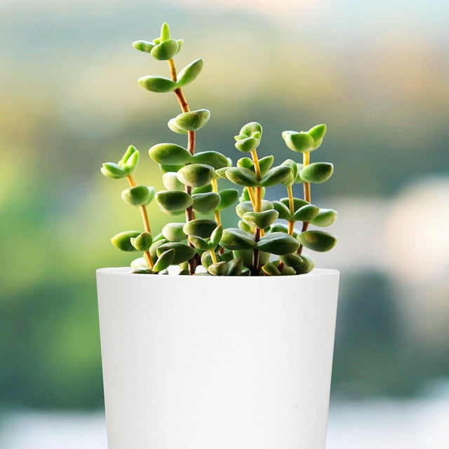 HEALEEP 5Pcs Flower Planting Pot ABS White European Style For Indoor Use Plant Growth
