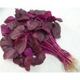 thumbnail image 1 of HJADGG Red Amaranthus Seeds, 200 Count, Easy Grow, High Yield, Non-GMO, 1 of 4