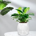 thumbnail image 4 of Dvruxg Self Watering Pots for Indoor Plants Planters with Drainage Holes Flower Pots Durable Plastic with Wick Rope and Reservoir(Clear), 4 of 5
